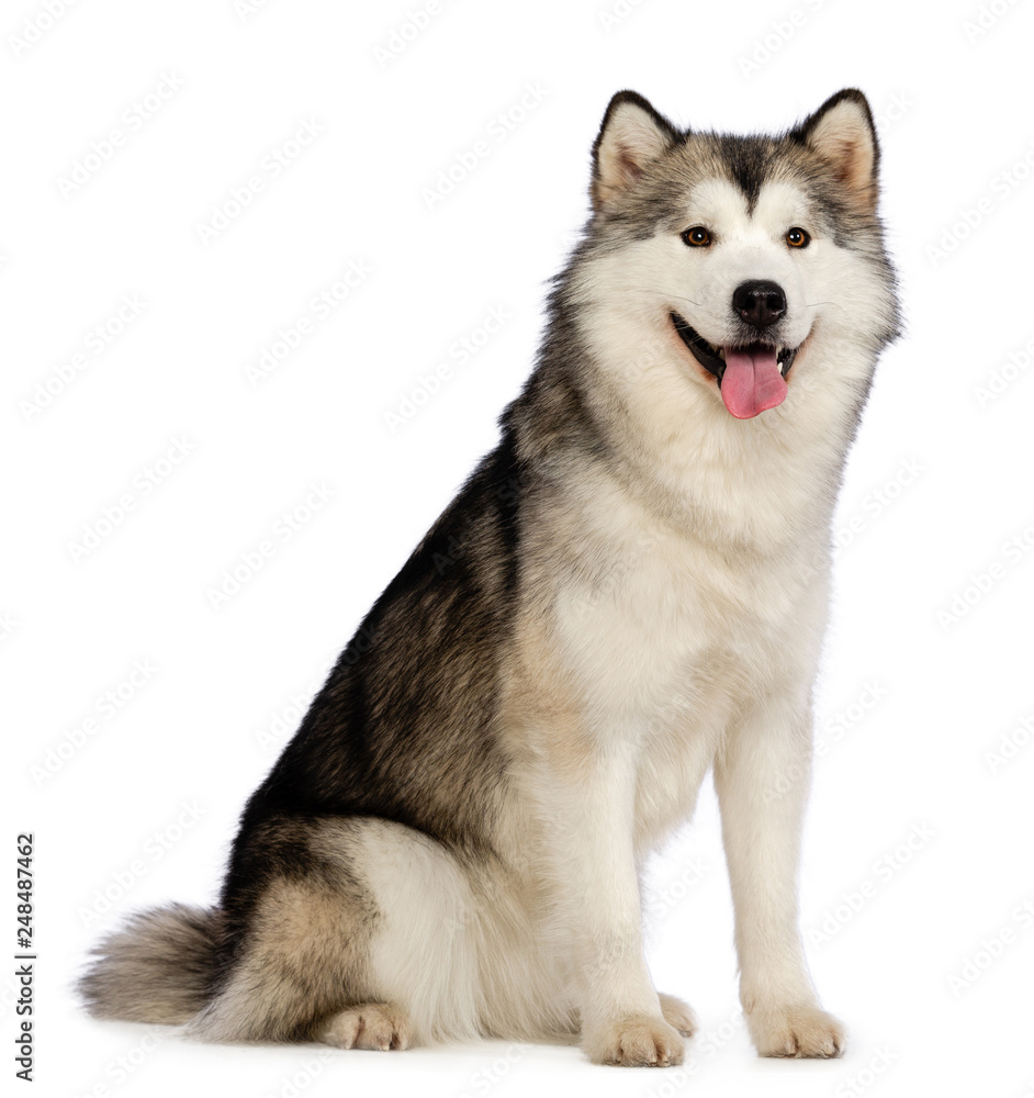 Fototapeta premium Alaskan Malamute dog on Isolated White Background in studio