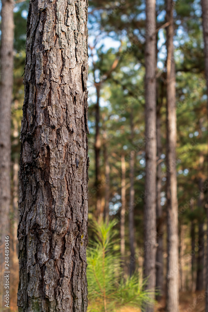 Pine trees in the forest with soft light background ~INTO THE FOREST~ Pine trees in the forest with soft light background ~INTO THE FOREST~