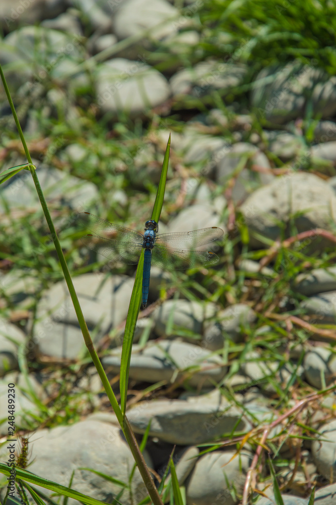 Φωτογραφία Close up of a blue dragonfly insect, near the river