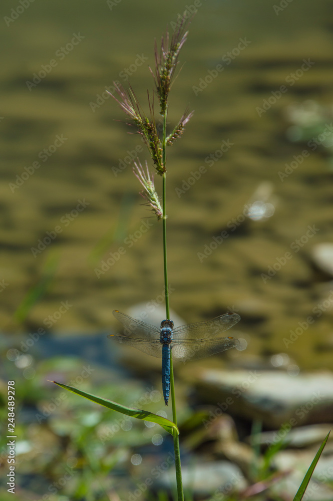 Φωτογραφία Close up of a blue dragonfly insect, near the river