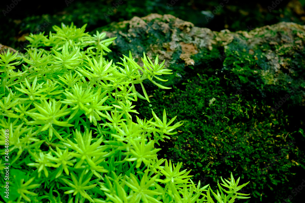 fresh green plant on the rock background