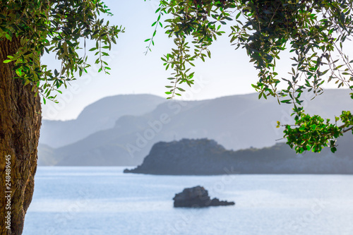 Beautiful summer panoramic seascape. View of the the sea bay with crystal clear azure water. The branches of the old olive tree in the foreground. Mediterranean sea  somewhere in Europe.