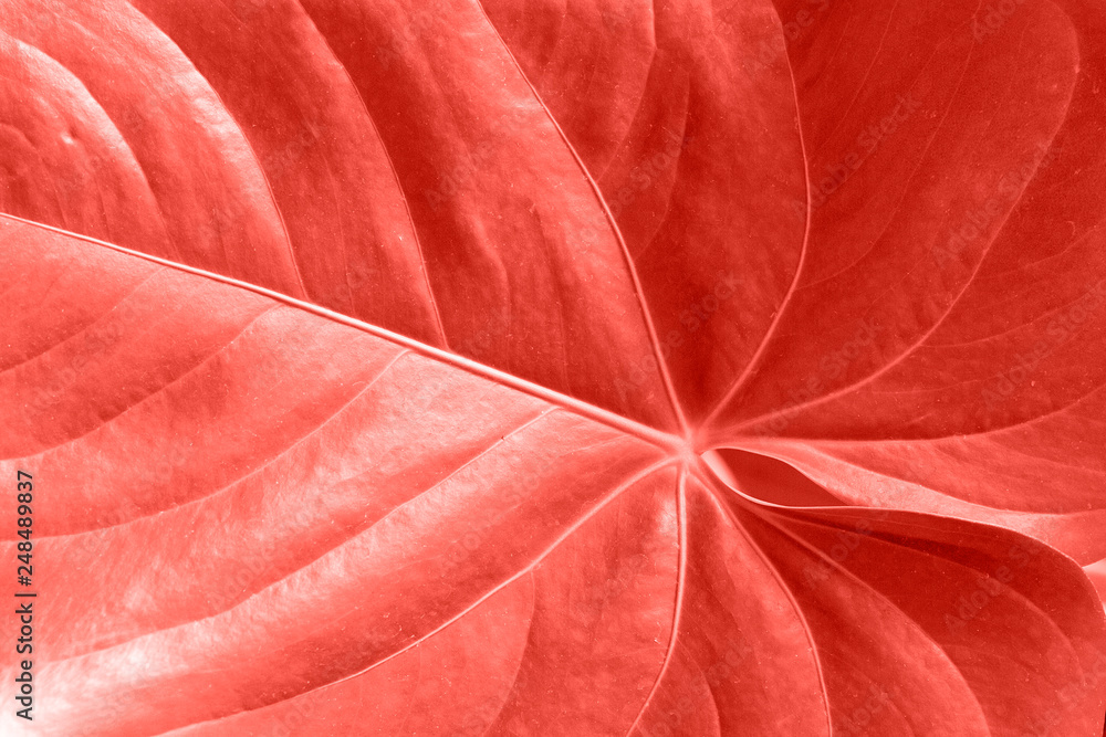 Naklejka premium Living Coral background made of fresh leaves. Color of the year 2019
