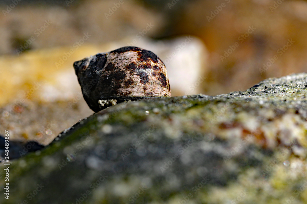 kleine Strandschnecke kleine Strandschnecke