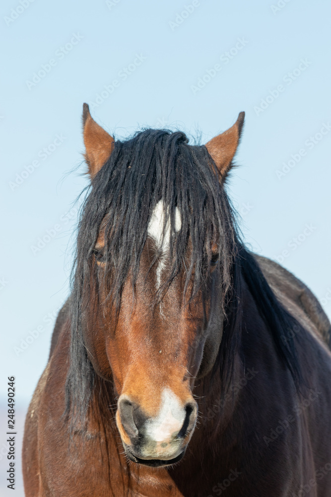 Beautiful Wild Horse Portrait