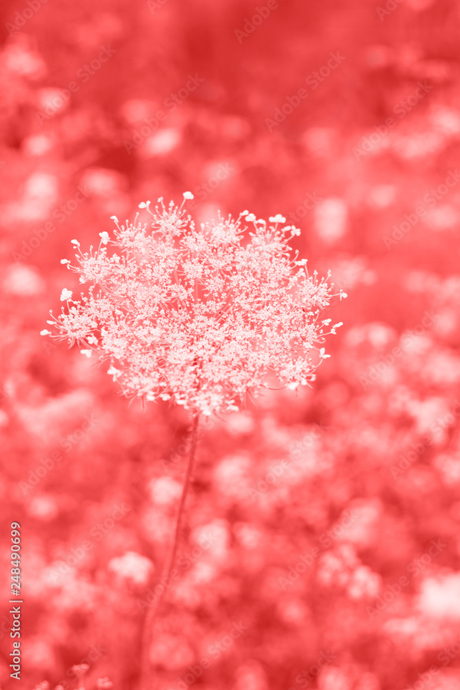 flowers, herbs, branches and leaves. Color of the year 2019 flowers, herbs, branches and leaves. Color of the year 2019