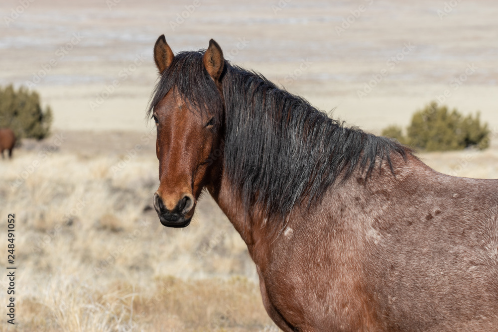Beautiful Wild Horse Portrait Beautiful Wild Horse Portrait