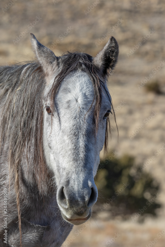 Beautiful Wild Horse Portrait Beautiful Wild Horse Portrait