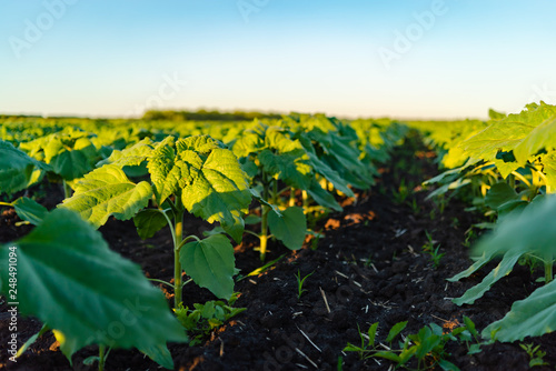 Green field of sunflower  white clouds in the blue sky and beautiful sunrise