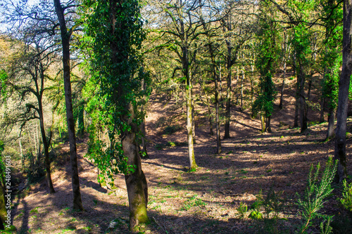path in the forest