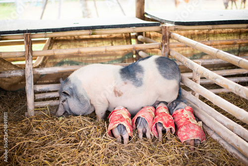 The dwarf piglet is eating milk from the mother pig. Group of piglets suckling from mother pig on animal farm on pasture summertime