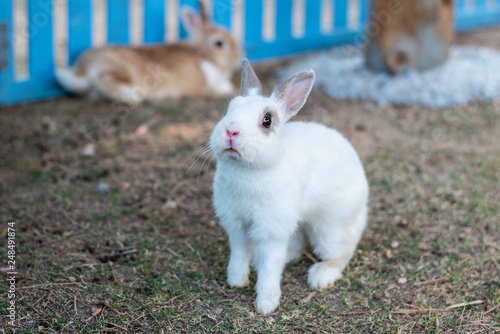 Little rabbit in the zoo.