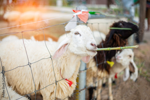 Goat and sheep eating green grass in the zoo.