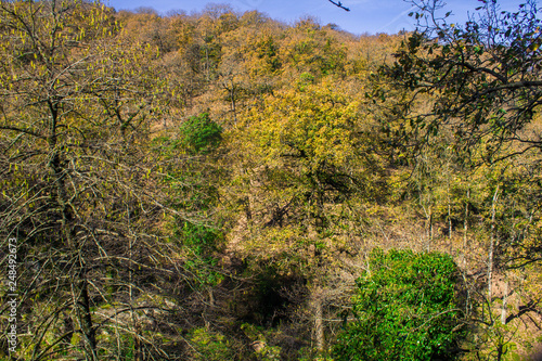 trees in autumn