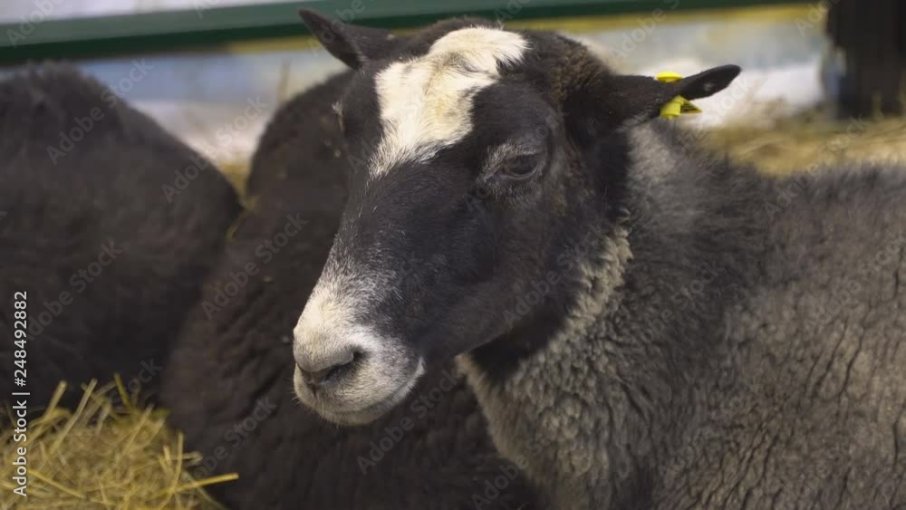sheep chews , posing and meditating closeup sheep chews , posing and meditating closeup
