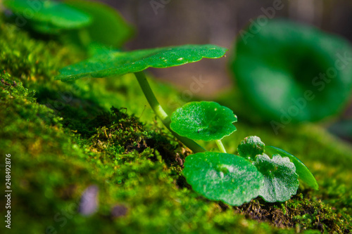 lettuce in the garden
