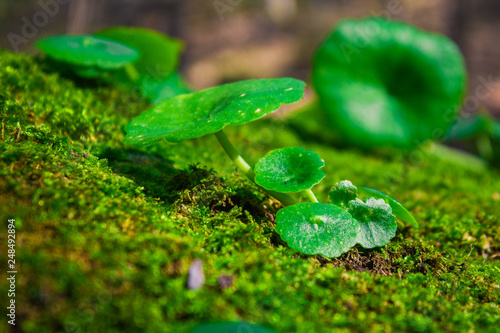 dew on grass