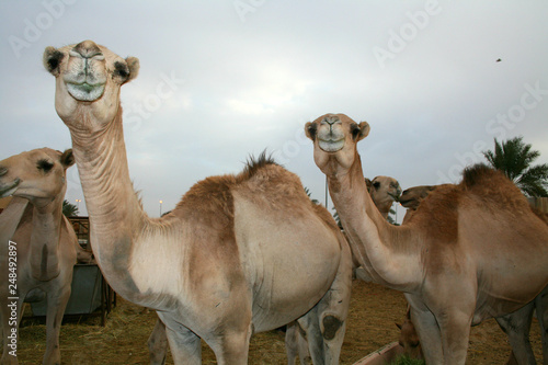 A collection of beauty in the Saudi Arabian camel camel desert market