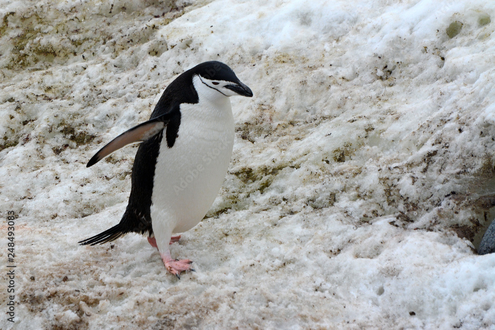 Obraz premium Zügelpinguin im Schnee
