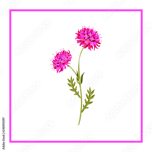 pink flower isolated on white background