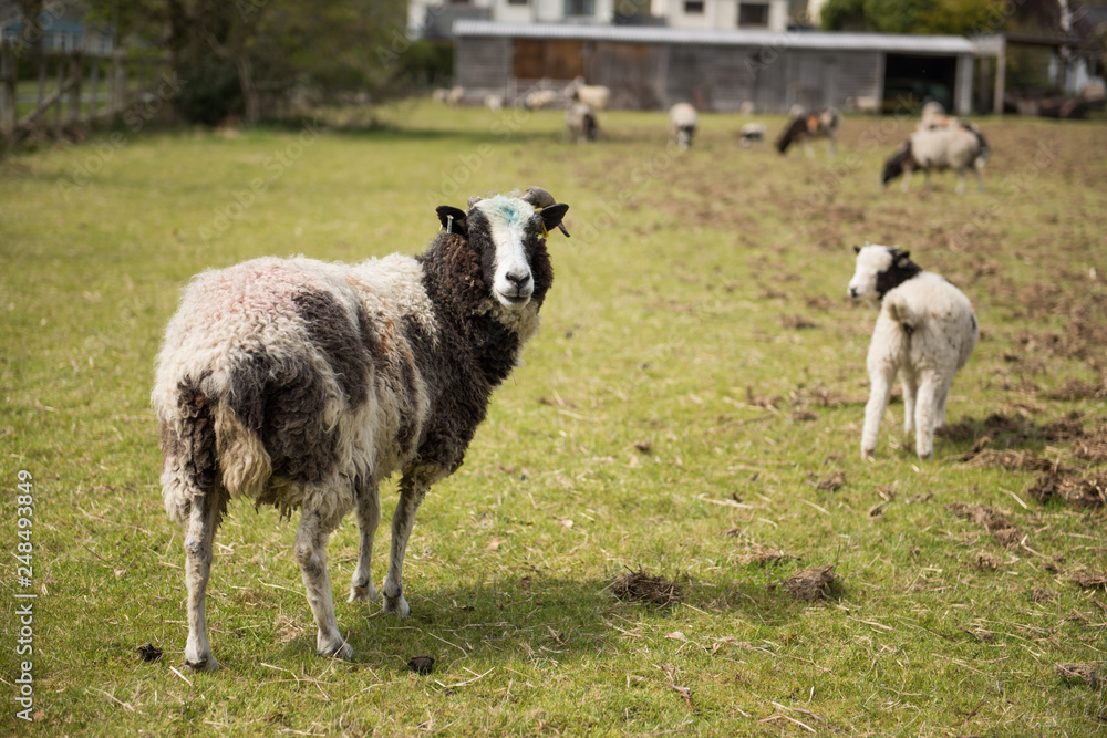A black and white ram, with beautiful strong curly horns, and a baby, looking into the camera