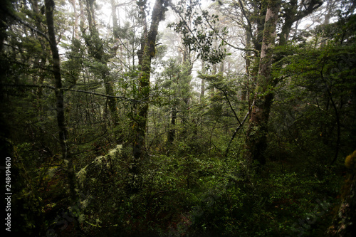 Foggy green forest in Tongariro National Park, New Zealand