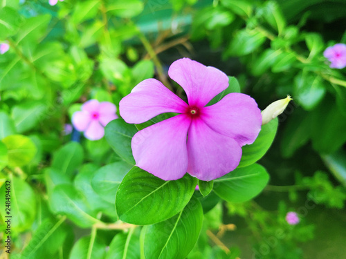 Close up micro flower pink and yellow beautiful flowers with blur background green leaves blooming in spring time with petal and pollen floral wallpaper 