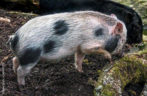 Portrait of spotty domestic piglet 