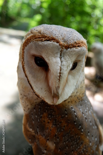 Fototapeta Naklejka Na Ścianę i Meble -  owls are rare with beautiful eyes that live in the wild