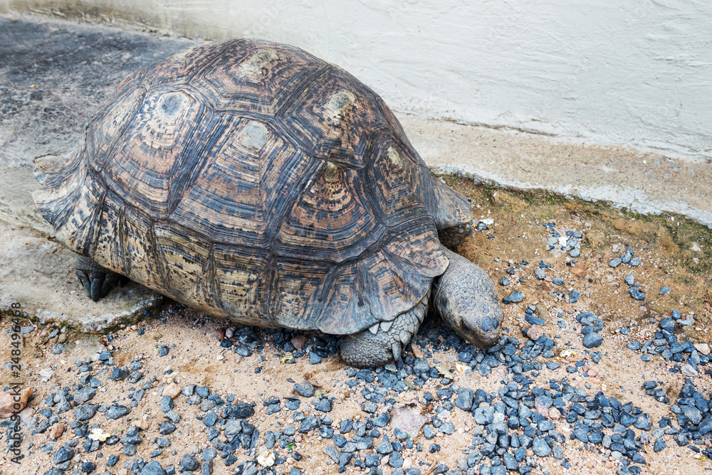 Obraz premium The elephant turtle on the grass.