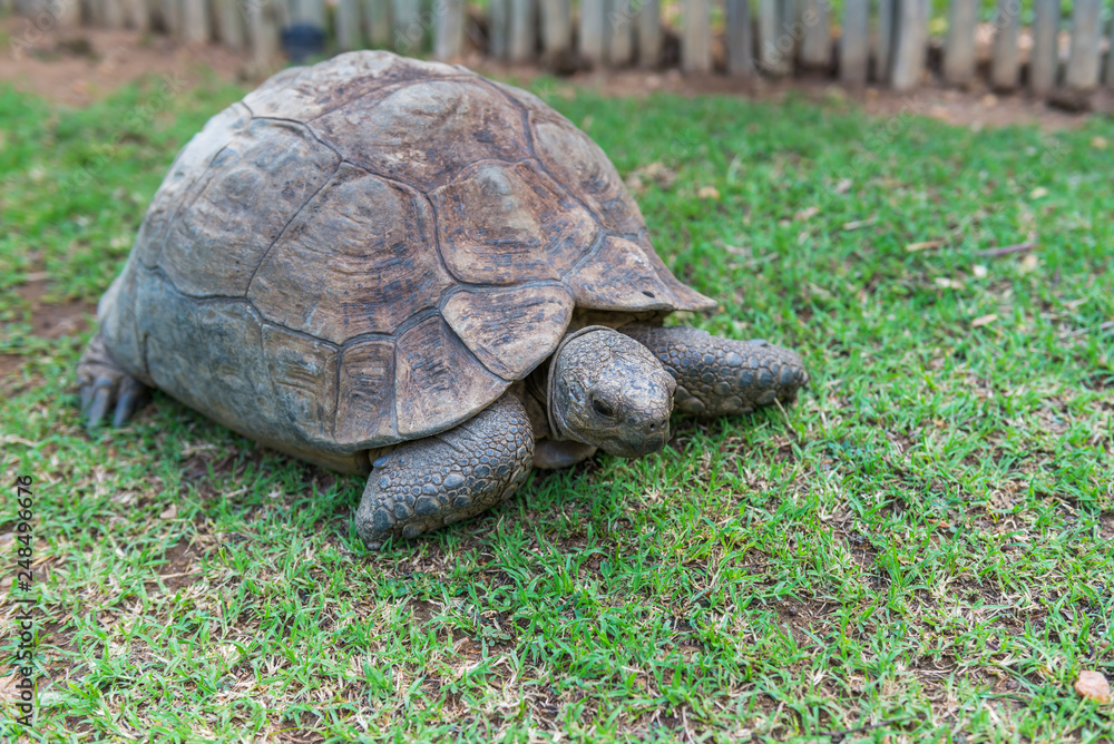 The elephant turtle on the grass. The elephant turtle on the grass.