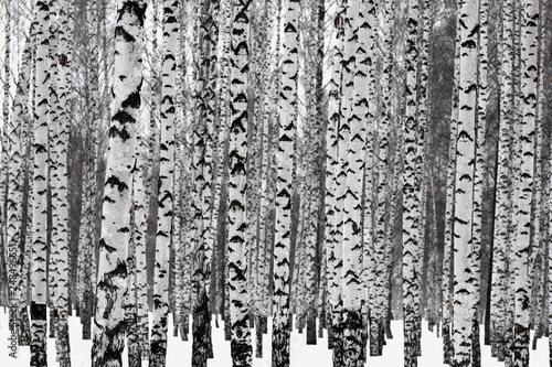 slender birches in the winter park © albert