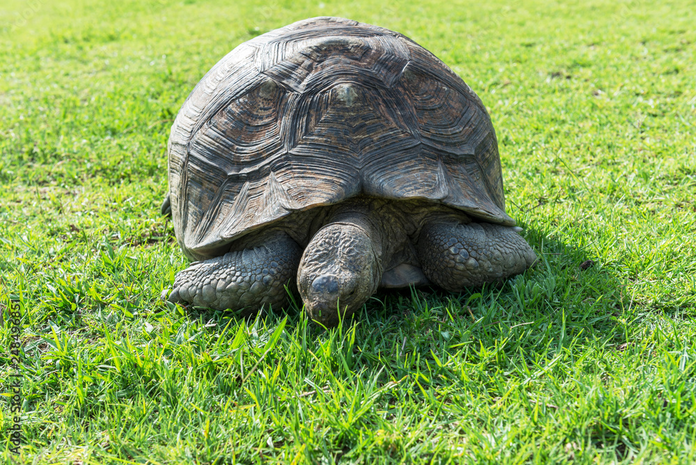 The elephant turtle on the grass. The elephant turtle on the grass.