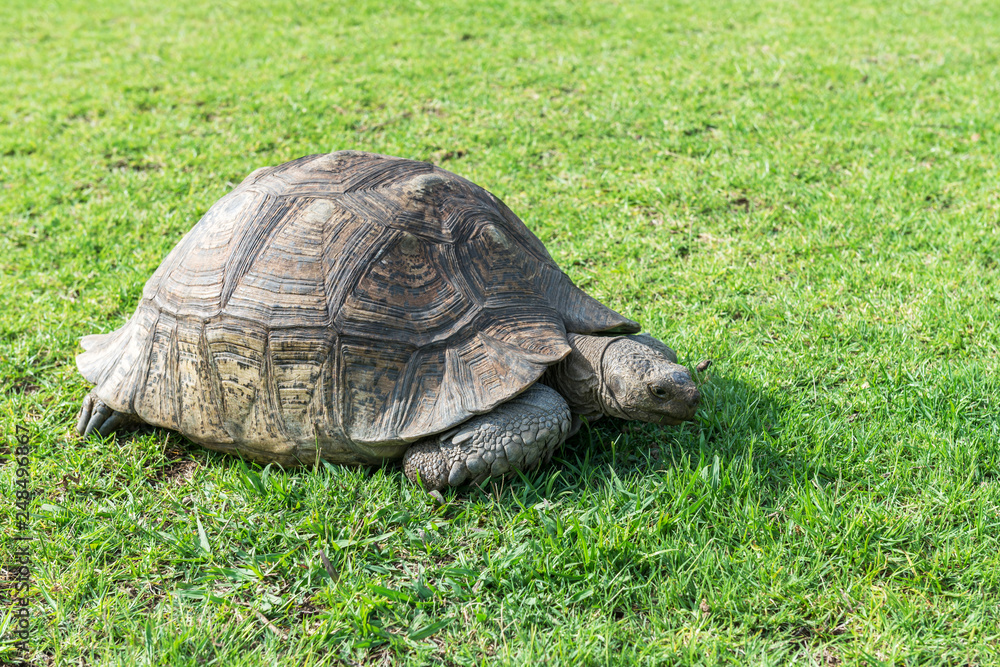 The elephant turtle on the grass.