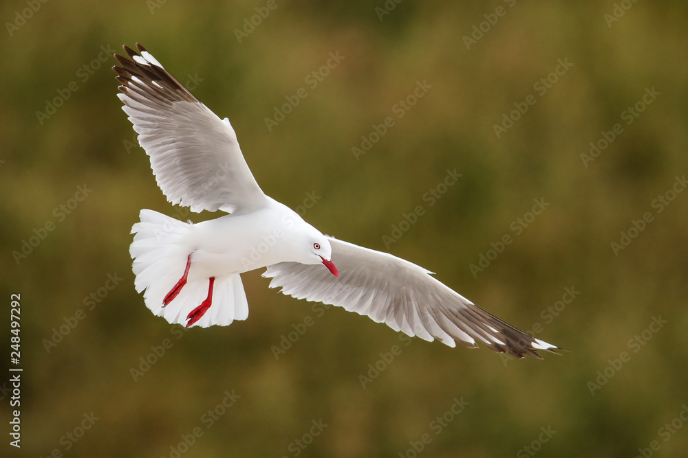 Obraz premium Red-billed gull in flight