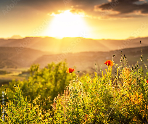 Poppy flowers in the sunset