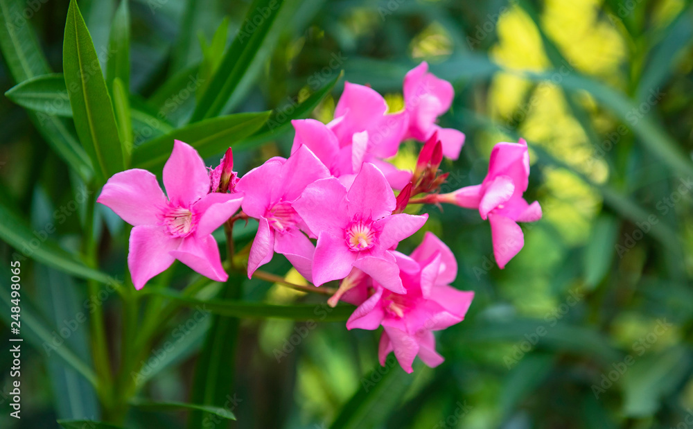 Nice yellow oleander in the garden Nice yellow oleander in the garden