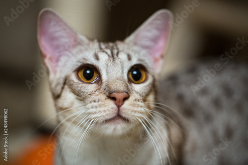 Photography Ocicat cat, close up. Adorable ocicat.