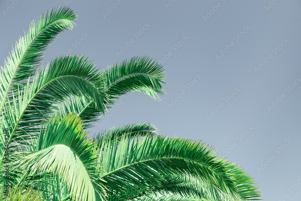 Palm green leaves. Natural texture background with copy space. Palm green leaves. Natural texture background with copy space.