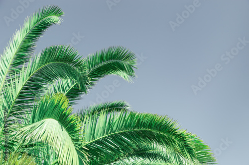 Palm green leaves. Natural texture background with copy space.