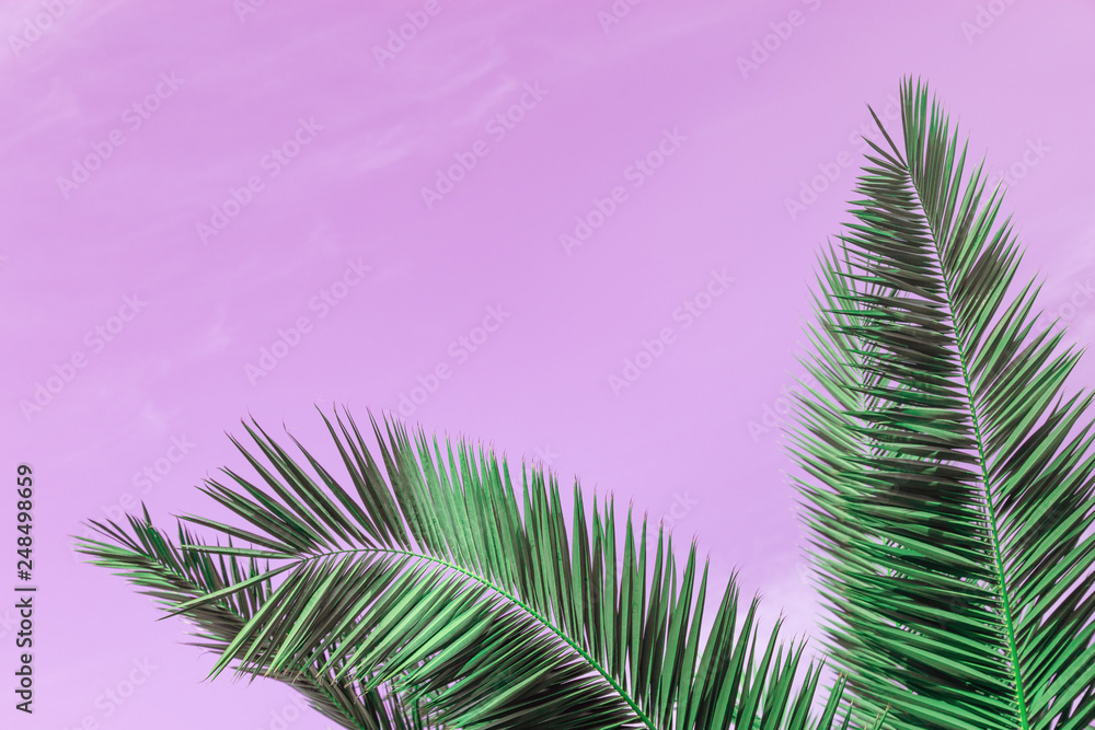 Green leaves palm trees and sky toned pink color. Summer background with copy space. Travel card.
