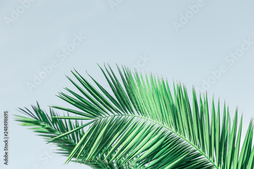 Coconut Palm tree with gray background. Natural tropical tree with copy space.