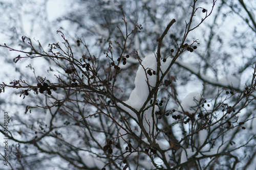 Snowy branches of trees at winter time