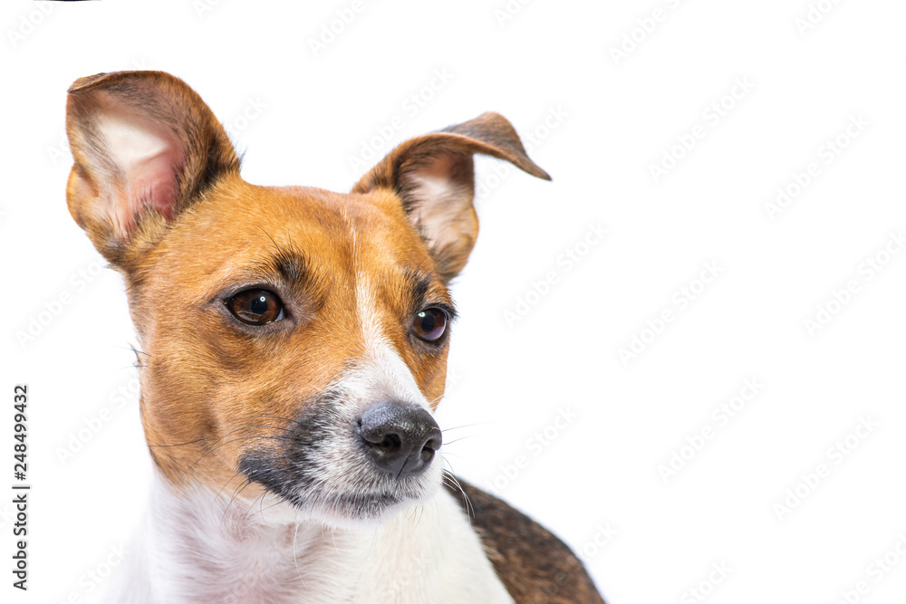 Closeup Portrait Jack Russell Terrier, standing in front, isolated white background