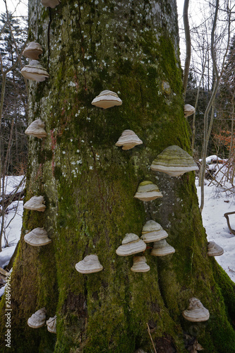 Zunderschwämme an bemoostem Baumstamm photo