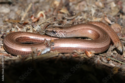 Tableau sur toile A Slow-worm (Anguis fragilis) curled up in the undergrowth warming up
