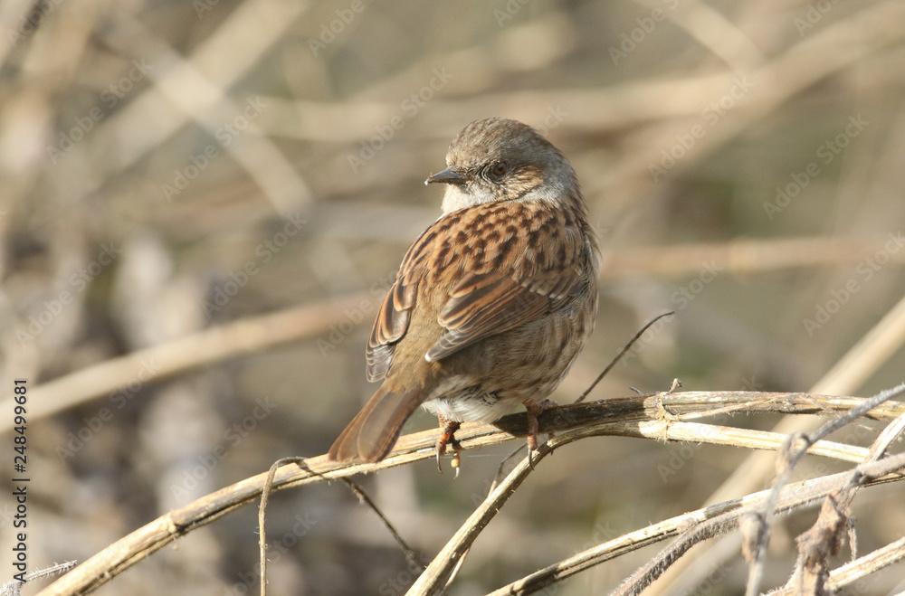 Fototapeta premium A pretty Hedge Sparrow, Prunella modularis, perched on a plant stem. 