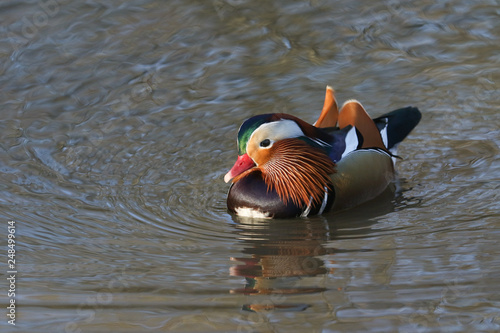 A stunning male Mandarin duck (Aix galericulata) swimming in a lake in the UK.	