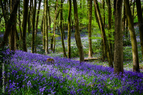 Bluebells