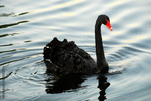Foto black swan